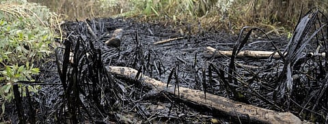 Indigenous peoples sue Ecuador govt, oil firms over spill 