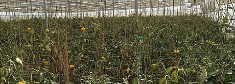 COVID-19: Spice growers of Tamil Nadu, Kerala face looming crisis 