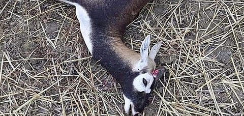 The black buck's horns were chopped off with a sharp weapon Photo: C K Manoj