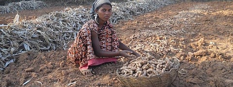 A farmer harvests turmeric in Odisha's Kandhamal district Photo: Ashis Senapati