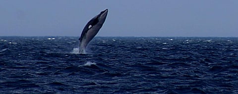 Global Eco Watch: Iceland will not hunt whales in 2020