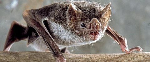 Vampire Bat. Photo: http://www.stemcellsgroup.com/ 