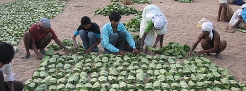 COVID-19 lockdown deals blow to Rajasthan’s tendu leaf economy 