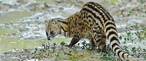 Small Indian Civet,  in Silchar, Assam. The 2003 SARS epidemic spread from civets to humans. Photo: Wikimedia Commons