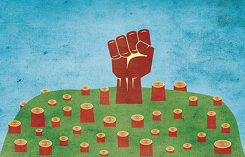 Carbon accounting is a complex process. A lot depends on the species of trees being chopped and those that are planted to replace them. (Illustration credit: Tarique Aziz)