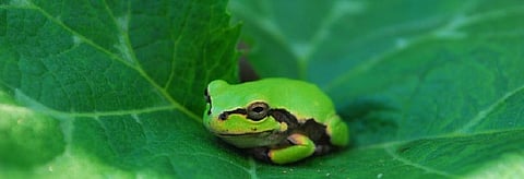 Global Eco Watch: Tree frogs create auditory illusion to find mate without being eaten