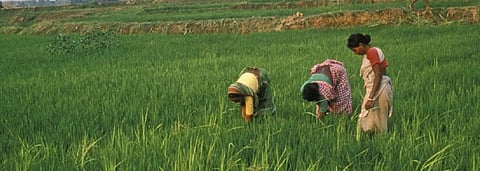 Ban use of TB drug on crops: Central panel 