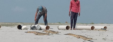 40 gharials released in Ghaghara river amid lockdown