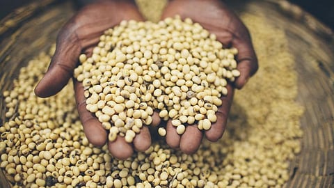 Re-imagining food systems crucial for climate, economic resilience: Nutrition report