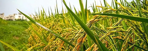 Global Eco Watch: A cooling event caused rice to spread across Asia 4,200 years ago