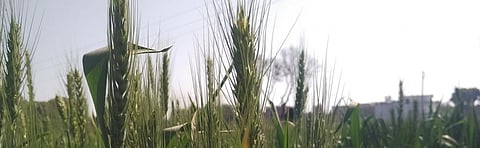 Paddy or no paddy: Quest for equilibrium between water, livelihood in Haryana