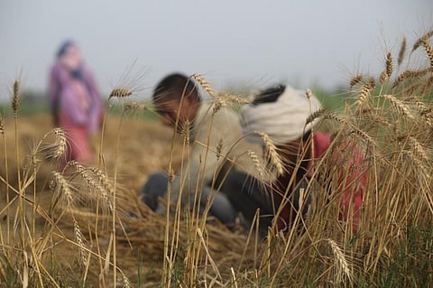 Shortage of labourers, gunny bags: Punjab in a spot over wheat procurement 