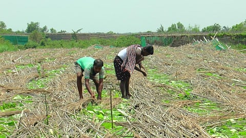 Cyclone Amphan hit 100,000 ha farmland: Odisha minister