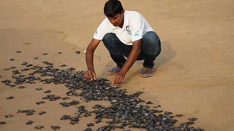 Rabindranath Sahu releasing baby turtles into the sea at Rushikulya beach. Photo: Ashis Senapati