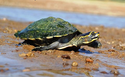 A crowned river turtle (Hardella thurjii). Unsustainable harvesting, illegal trade and habitat degradation threaten turtles across the country Photo: Shailendra Singh / Turtle Survival Alliance-India