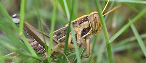 Locust swarms can eat their way through vast areas of crops, endangering human food supplies. Photo: Pixabay