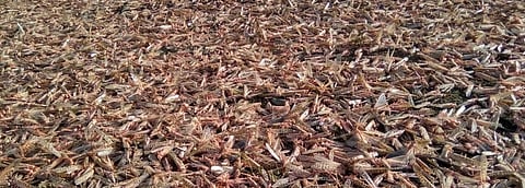 Locusts have laid waste crops in Uttar Pradesh, Madhya Pradesh and Rajasthan. Photo: @srinivasiyc / Twitter