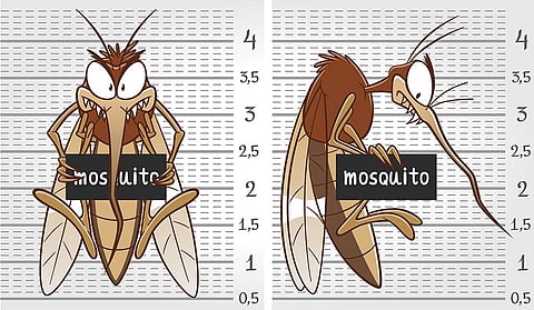 Tropical weather, characterised by warm temperatures and rainfall, help mosquitoes spread and grow. This is why mosquitoes are more prevalent in Asia, Africa and the Americas. (Image credit: iStock)