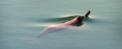 A dolphin observatory is being built on a bridge over the Ganga near Bhagalpur in Bihar. Photo: Wikimedia Commons