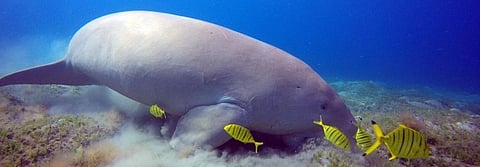 Dugongs, the world's only vegetarian marine mammal are threatened with extinction. Photo: Ashis Senapati