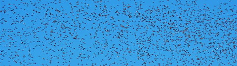 The winds blowing over India to the north of the Western Ghats have carried locusts to Madhya Pradesh. Photo: Ishan Kukreti / CSE 