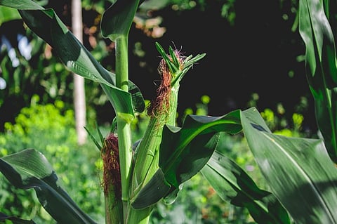 COVID-19 lockdown, imports force MP farmers to sell maize at half price