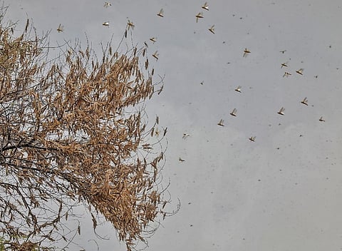 Locusts entering Bengal? Experts, govt officials say little chance