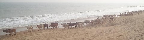 Cattle seen at the seaside village of Satabhaya. Large tracts of land lost fertility due to increase in salinity Photo: Ashis Senapati