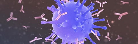 Antibodies (pink) attacking a virus particle (blue). STEVEN MCDOWELL/SCIENCE PHOTO LIBRARY