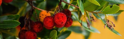 COVID-19: A long lull for Kashmir’s cherry, strawberry growers