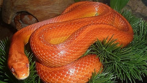Experts say the MoEF&CC advisory on exotic animals does not answer all problems. Photo: A corn snake / Pixabay
