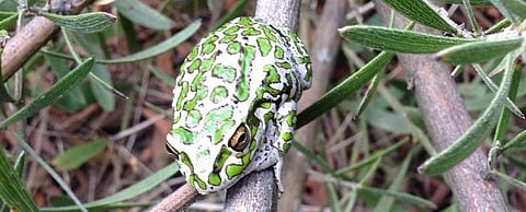 A spotted thighed tree frog. Photo: Sandra Gilfillan @gilfillansandr1 / Twitter
