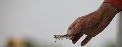 Both the Centre and Rajasthan governments were complacent about locusts between 1993 and 2020. Photo: Vikas Choudhary / CSE