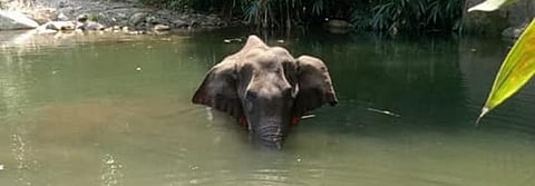 Pregnant elephant’s death in Kerala shows institutional indifference to wild animals