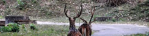 COVID-19: How wildlife hunting increased in Tamil Nadu amid lockdown