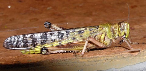 A desert locust. Photo: Wikimedia Commons