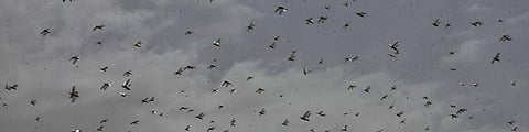 Locust attack: Bihar conducts mock drills, launches awareness campaign