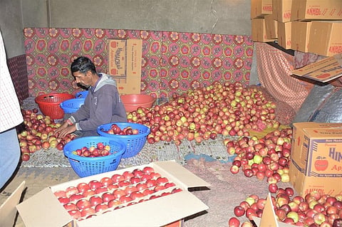 सेब तोड़ने के बाद उसकी ग्रेडिंग में लगा मजदूर। फोटो: रोहित पराशर
