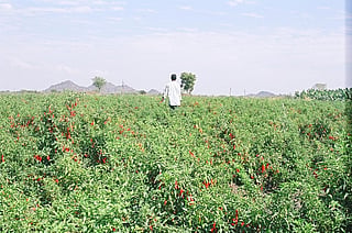 Organic farming: How Indian states are stepping up the act 