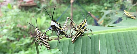 Locust attack: Bihar sounds alarm, asks officials to stay nights in areas under threat