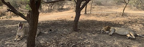 In the first five months of 2020, 92 Gir lions have died, with 60 deaths in just April and May. Photo: Ishan Kukreti / CSE