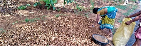 About 11 million forest dwellers — most of them tribals — eke out a living from collecting sal Photo: Ipsita Behera, Vasundhara