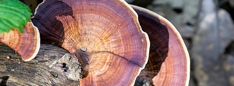 COVID-19: Experts look at mushrooms for employment, immunity concerns 