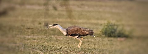 Photo: Radheshyam Pemani Bishnoi/ERDS Foundation