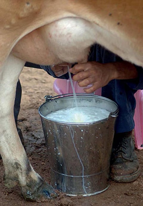 Most farmers CSE spoke to did not know they must wait after an antibiotic is given to an animal before its milk is sold