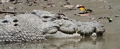 June 17 is World Crocodile Day. Photo: https://www.pikrepo.com/