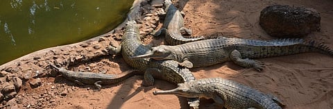 World Crocodile Day: Experts flag dip in gharial count in Odisha 