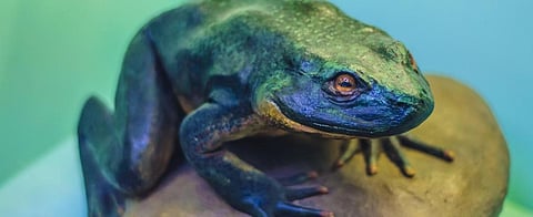 The Goliath Frog, found in the rainforests of central Africa, is the largest amphibian in the world. Photo: istock