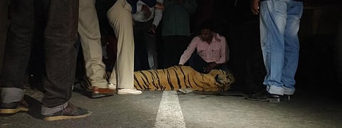 A tiger that ended up as roadkill. Photo: @RoadkillsIndia / Twitter
