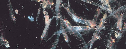 Plants can absorb plastic as well, finds study